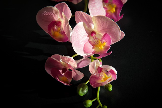 Kam se hodí umělá orchidej